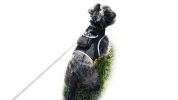feGet Realtime Location Update w/ Pet Tracker GPS Tracking Collars for Dogs Size:M