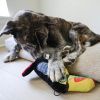 Steel Dog - Ruffian Toucan