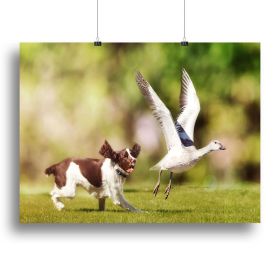 English Springer Spaniel dog chasing large Snow Goose Canvas Print or Poster (Type: Standard Framed Canvas Print, size: 16" x 12" / 42cm x 30cm (approx))